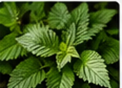 Nettle leaves and root, realistic घटक photo
